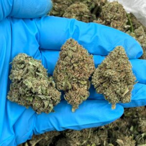 Buy Cloudberry Online In USA Now | Allthemotionofficial.com