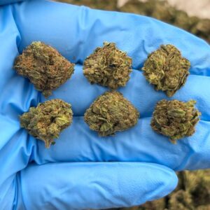 Buy Electra Ice Online - Weed Strain | Allthemotionofficial.com