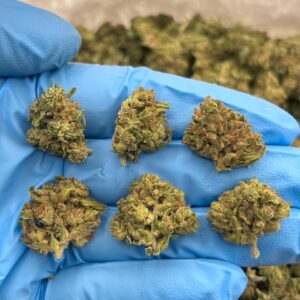 Order Oreo Crumble - Weed Strain Online | Allthemotionofficial.com